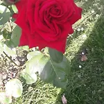 Elena *